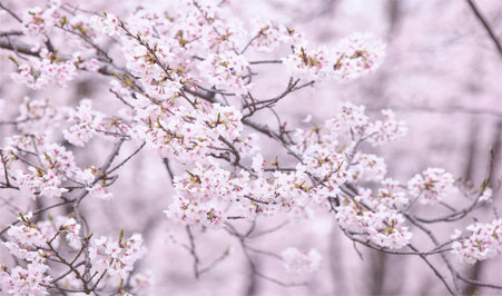 「2025年度 第3回アダプト活動」　2025年03月12日実施